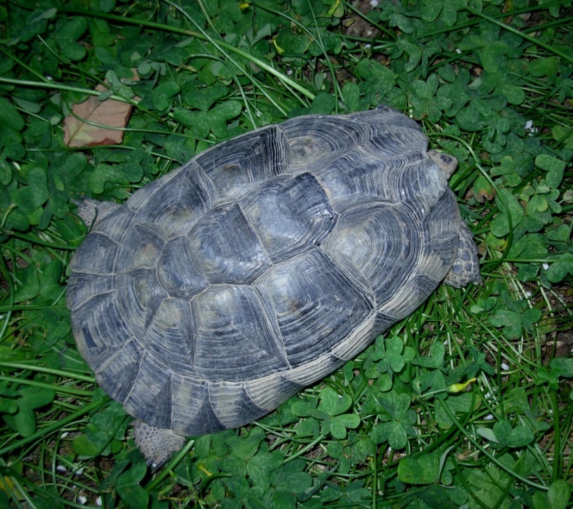 testugine marginata